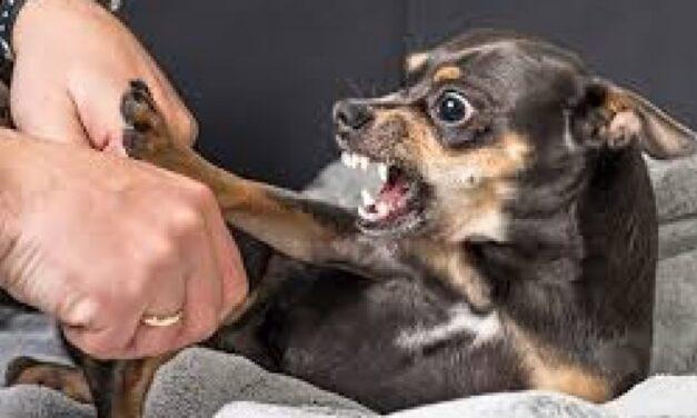 Mouthing, Nipping and Biting Inhibition