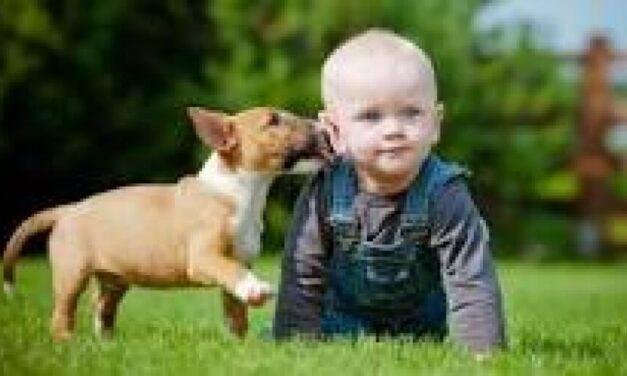 Kids and Pets : How To Develop That relationship