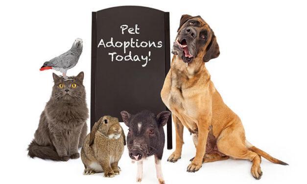 Are you thinking about adopting a pet?