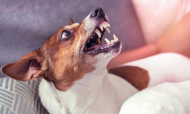 How to Stop a Dog’s Aggressive Behavior