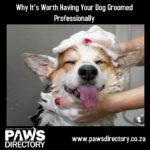 Why It’s Worth Having Your Dog Groomed Professionally